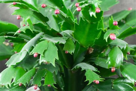 Christmas Cactus or Thanksgiving Cactus? Which One Do You Have ...