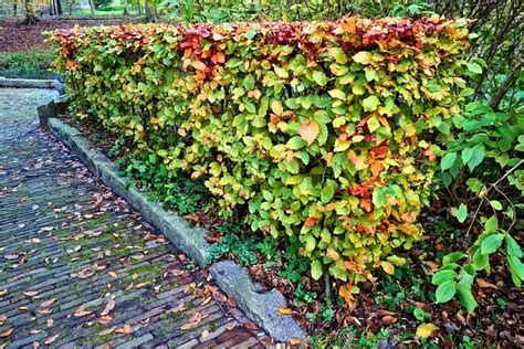 Pruning beech hedges: why, when & how? - MOOWY UK