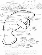 Manatee Coloring Pages Printable At GetDrawings  Free Download sketch template