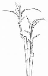 Bamboo Houseplant coloring Page  ColouringPages sketch template