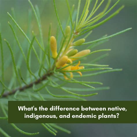 What's the difference between native, indigenous and endemic plants? And why is it important ...