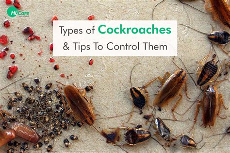 Different Types of Cockroaches & How to Get Rid of Them | HiCare