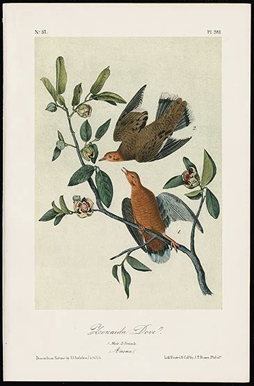 Original Audubon Bird Prints