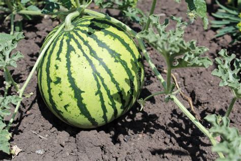 Photo Watermelon on the Field in the Summer Stock Image - Image of ...