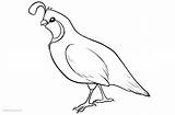 Quail Coloring Pages Simple Drawing  Free Printable sketch template