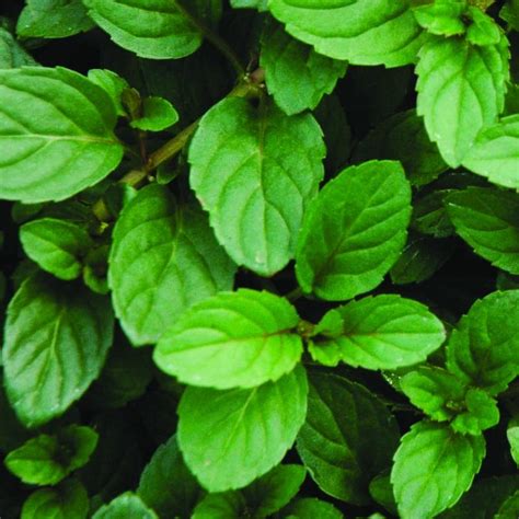 Mint Peppermint Plants For Sale | Mentha x Piperita