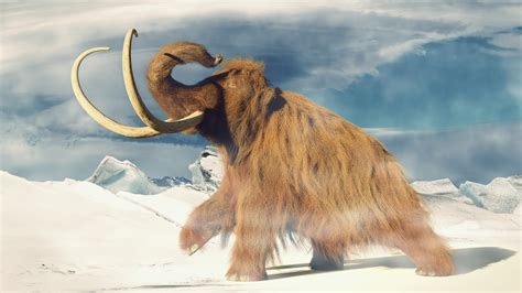 Mammoth history and some interesting facts