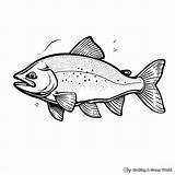 Trout Coloring Pages  Free & Printable sketch template