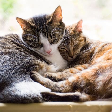 Feline Friends or Foes? How to Know if Your Cats Are Getting Along