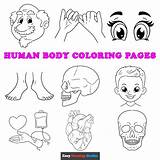 Free Printable Human Body Coloring Pages For Kids 49% OFF sketch template