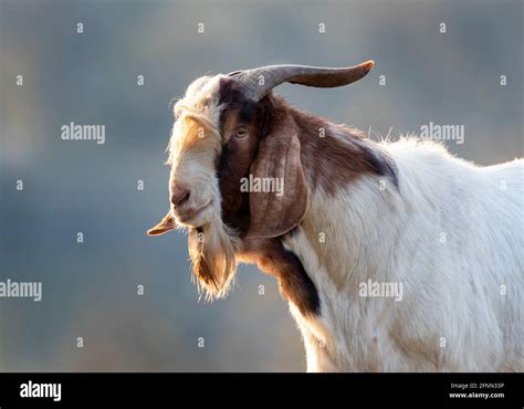 Portrait of boer goat walking free outdoor. Traditional organic ...