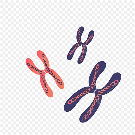 Matériau De Chromosome Vectoriel PNG , Matériel De Vecteur, Chromosome, La Biologie PNG et ...