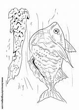 Hatchet Fish Free page To color sketch template