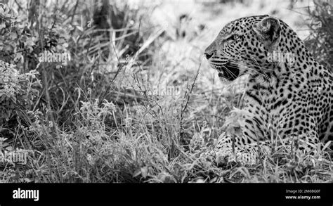 Leopard in the grass in black and white in the Kruger National Park, South Africa Stock Photo ...