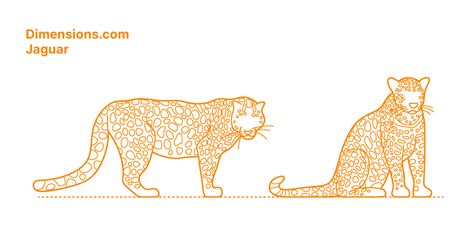 Jaguar (Panthera onca) Dimensions & Drawings | Dimensions.com