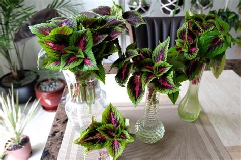 Coleus Plant Care Indoors: How To Grow Coleus Houseplants - Smart ...