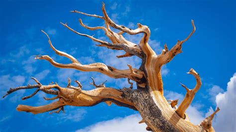 6 of the Oldest Trees in the World | Mental Floss