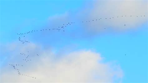 Geese flying in a row image - Free stock photo - Public Domain photo - CC0 Images