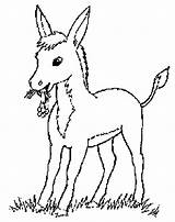 Donkey Coloring Pages Printable Sketch Page sketch template