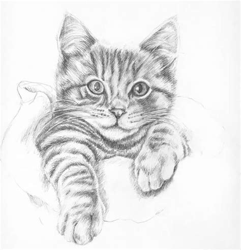 Pin by Sunetta Ellwein on Painting | Cats art drawing, Pencil drawings ...