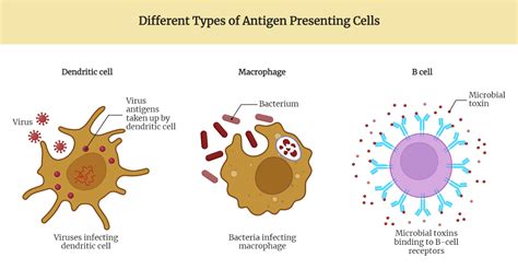 Antigen Presenting Cells - Rethink Biology Notes