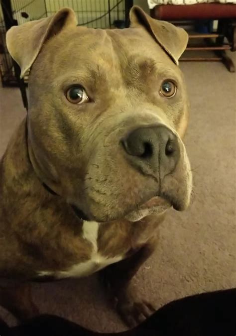 Mr Blockhead patiently waiting for a walk. #pitbulls | Pitbull mix breeds, Crazy dog, Pitbull mix