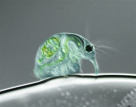 A freshwater flea magnified x100 : biology