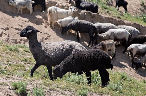 Black Sheep On Pasture Mutton Farming Mammal Photo Background And Picture For Free Download ...