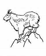 Mountain Goat Coloring Pages For Kids  Color Luna Art sketch template