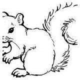 20  Free Printable Squirrel Coloring Pages EverFreeColoringcom sketch template