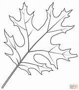 Red Oak Leaf Coloring Pages sketch template