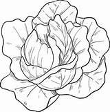 Salad coloring page  Free Printable Coloring Pages sketch template