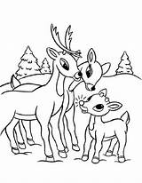 Realistic Reindeer Coloring Pages  Free Printable Reindeer Coloring sketch template