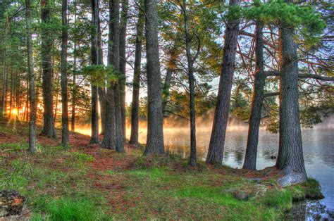 Whispering Pines Photograph by Brook Burling - Fine Art America