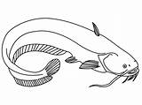 Channel Catfish Colouring Pages Page 2 Sketch Coloring sketch template