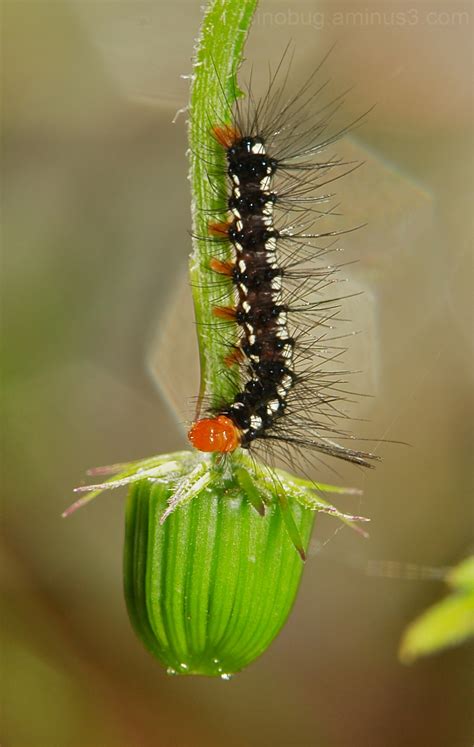 Marbled White Moth Caterpillar - Animal & Insect Photos - Sinobug