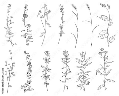 Vecteur Stock Hand drawn set of wild herbs. Outline plants drawing ...