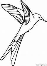 Hummingbird Coloring Pages 32 Free Printables  ColoringAll sketch template