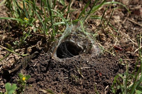 Nature Photography and Facts : Tarantula Webs