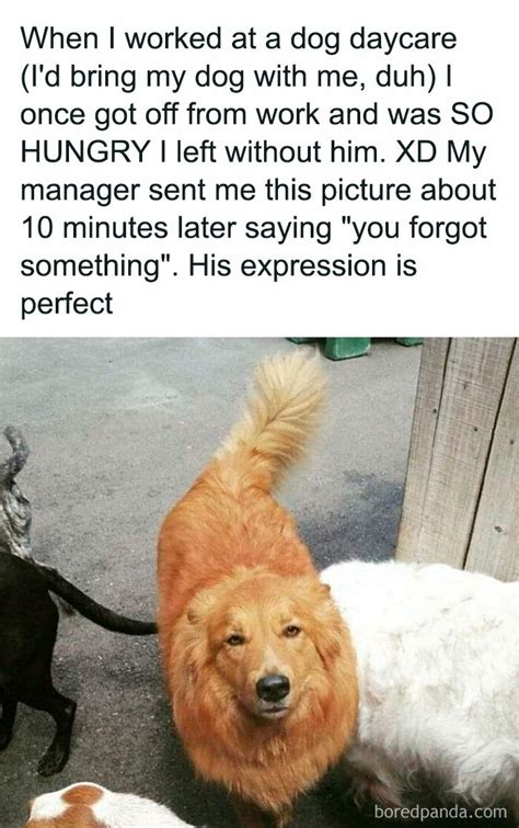 This Facebook Page Is All About Relatable Dog Memes, Here Are 50 Of The Best Pics | Bored Panda