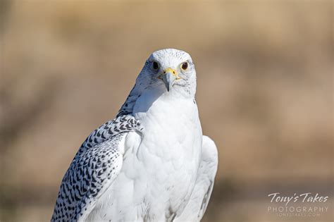 Gyrfalcon | Tony's Takes Photography