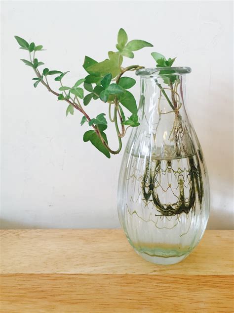 Free Images : plant, white, leaf, flower, vase, green, produce, flowerpot 4272x2848 - - 66904 ...