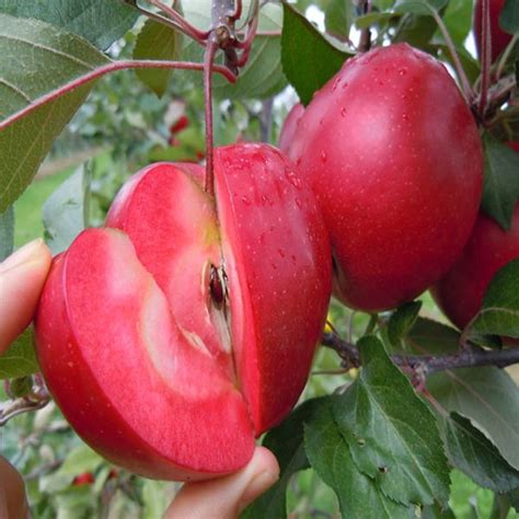 Pure Red Apple Tree Seeds in 2022 | Apple tree from seed, Fruit trees, Apple tree