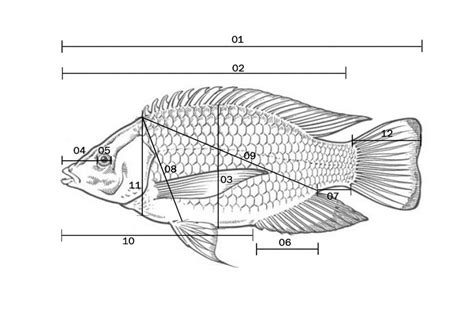 Schematic diagram representing the morphometric measurement of... | Download Scientific Diagram