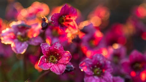 Flowers - frosty spring morning on Behance