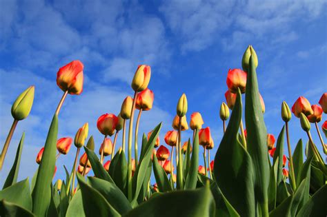 Colorful Tulips And Blue Sky Free Stock Photo - Public Domain Pictures