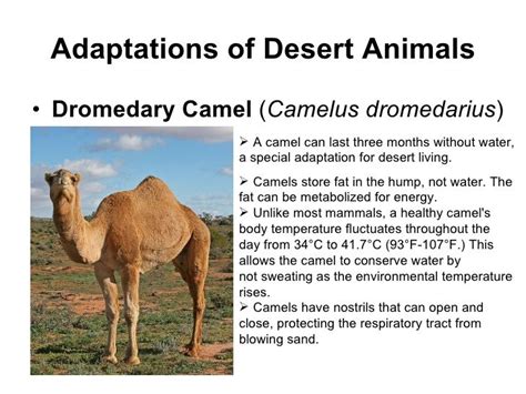 Arid Environments