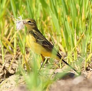 Female Yellow Wagtail gathering nesting material | LOCATION … | Flickr