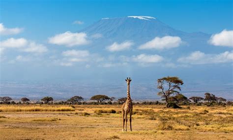 3 Days Amboseli Wildlife Safari - Focus East Africa Tours