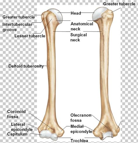 Greater And Lesser Tubercle Humerus